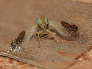 Illustration for article titled This amazing fruit fly evolved to have pictures of ants on its wings